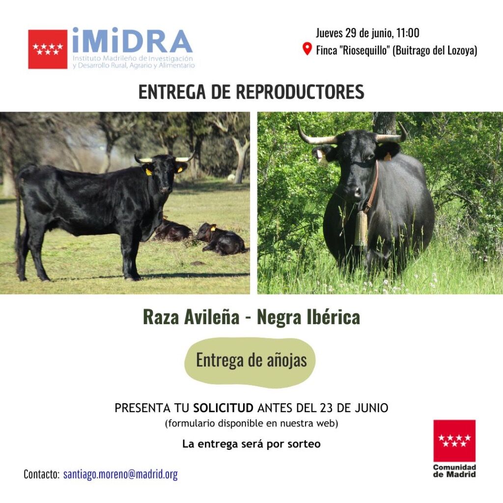 La Comunidad de Madrid entrega por sorteo novillas de la raza Negra Avile&ntilde;a Negra Ib&eacute;rica