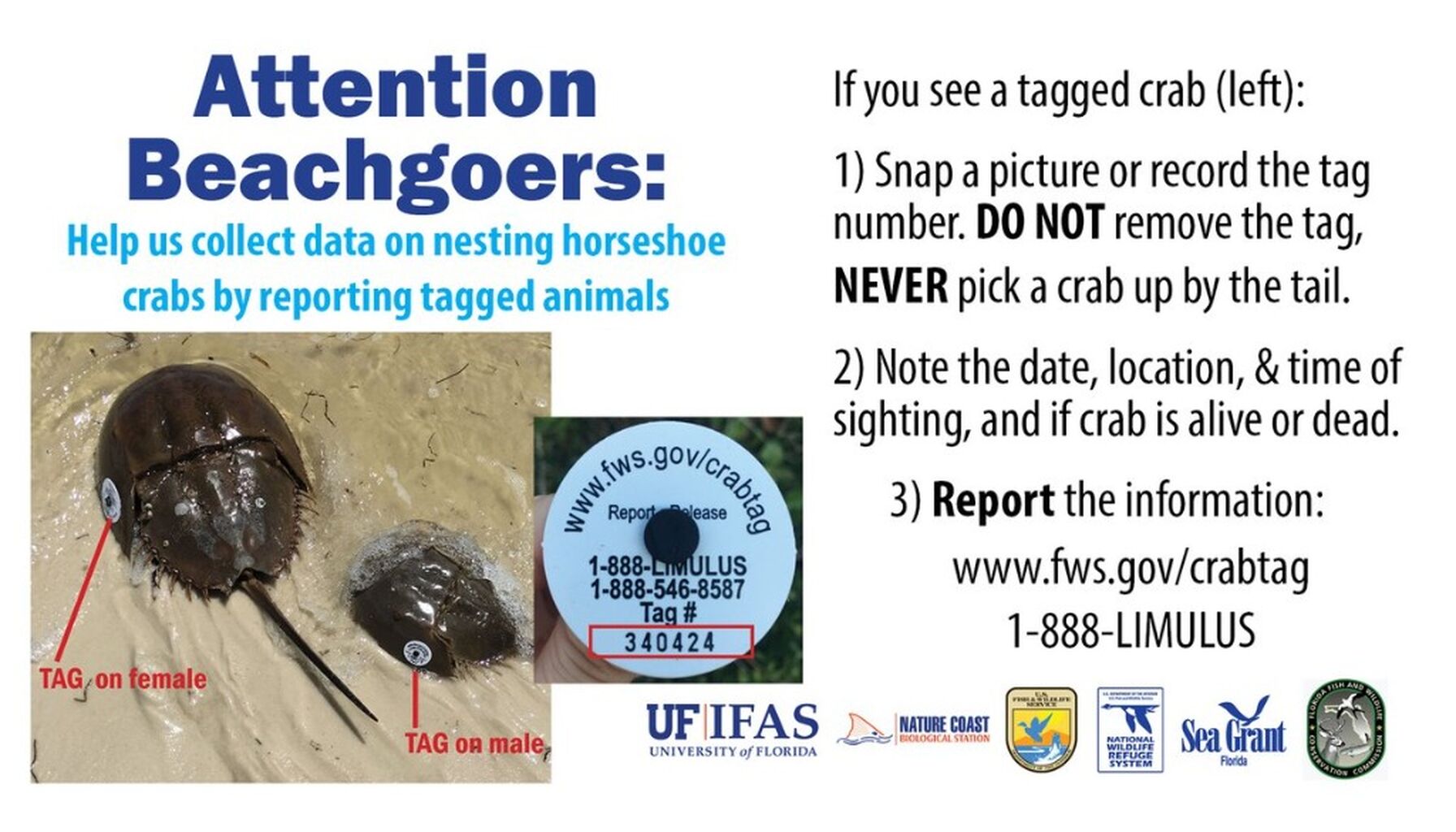 Report Tagged Horseshoe Crabs