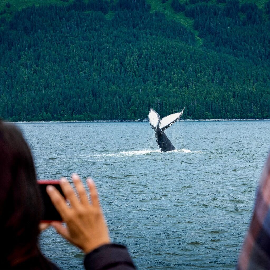 Whale Watching in Alaska