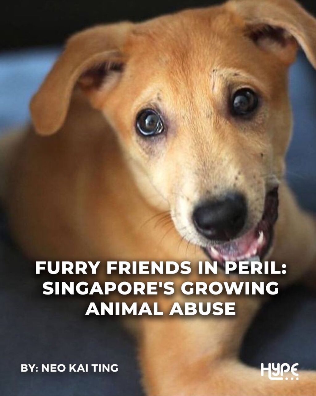 Furry Friends in Peril: Singapore&rsquo;s Growing Animal Abuse