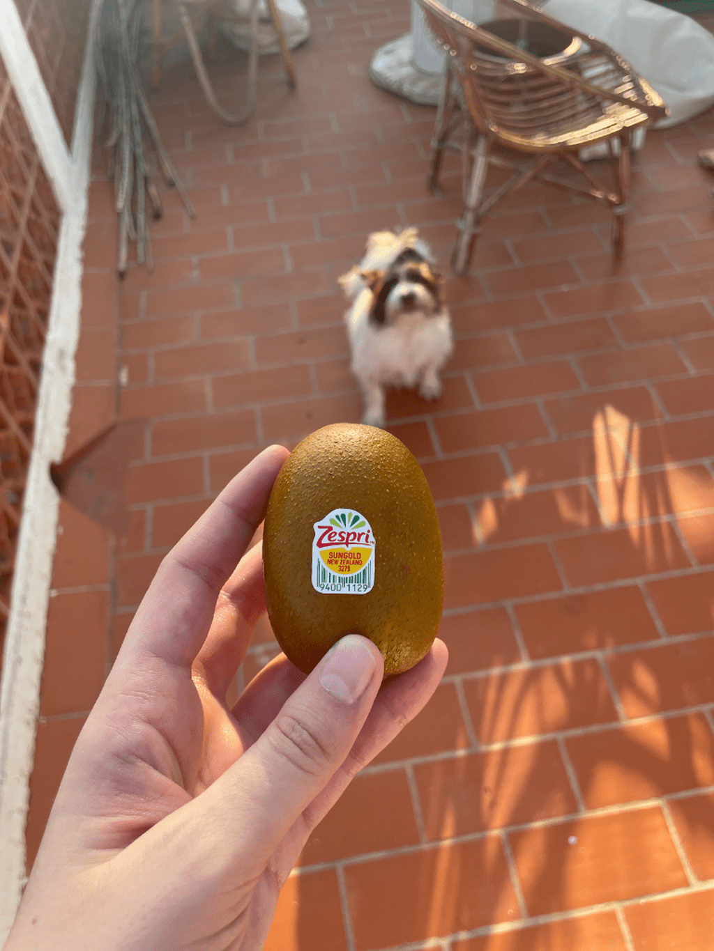 Find SunGold Kiwis Near You