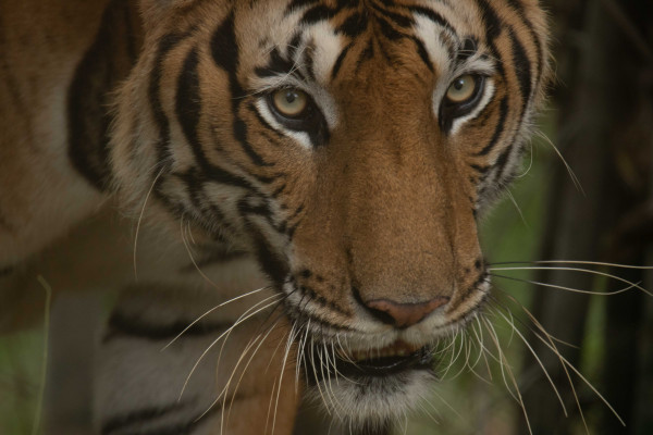 Adopt a Tiger 