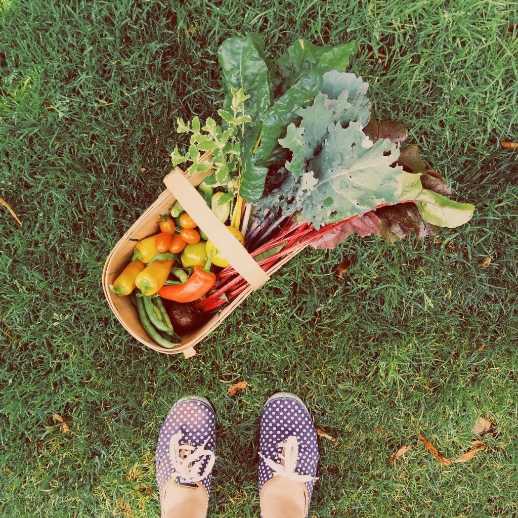 Ontario's Best Vegetable Picking Spots