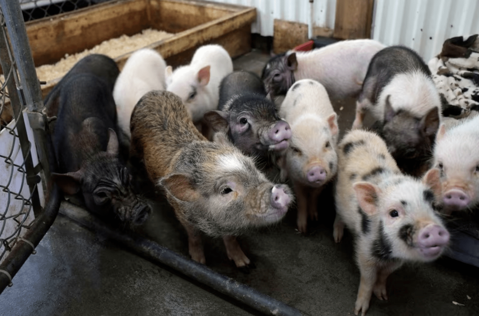 https://www.lequotidien.com/actualites/2023/08/14/lengouement-pour-les-cochons-miniatures-sest-essouffle-depuis-la-pandemie-ELGGRXKIPJHS7CPTNEKCESFRCA/