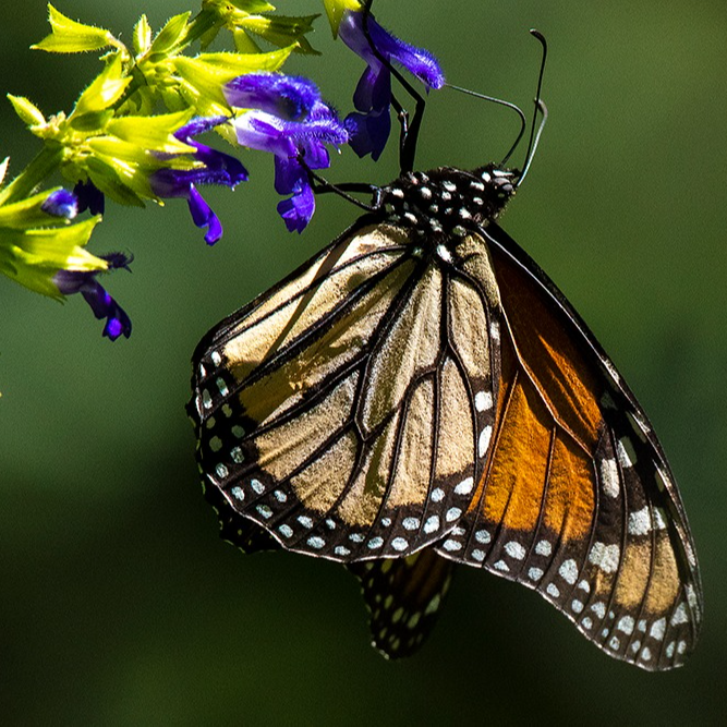Monarch Joint Venture