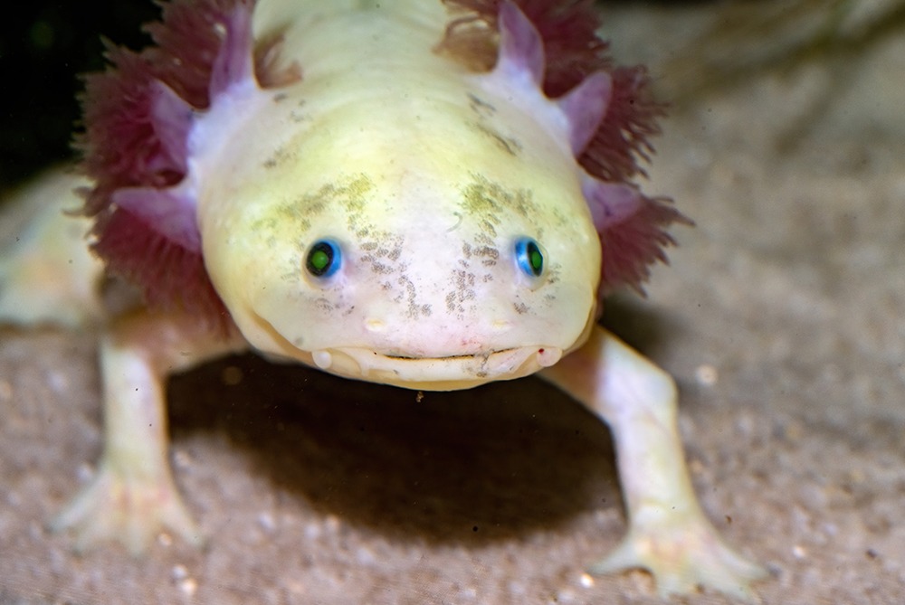 Toad-ally Awesome Amphibians