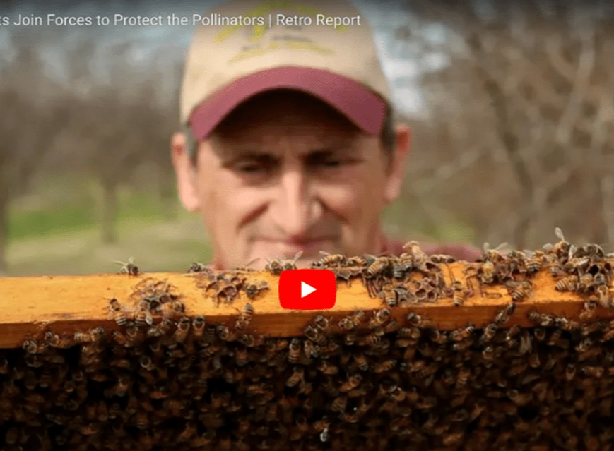 Beekeepers and Scientists Join Forces to Protect the Pollinators