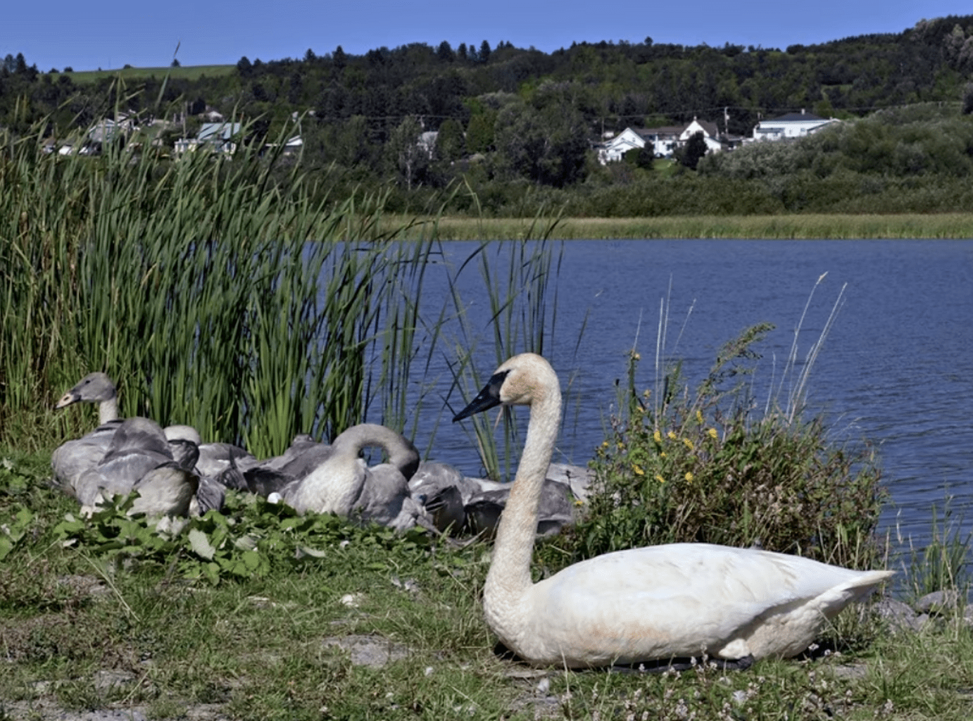 Un couple de cygnes trompettes est bien &eacute;tabli &agrave; Saint-Fulgence