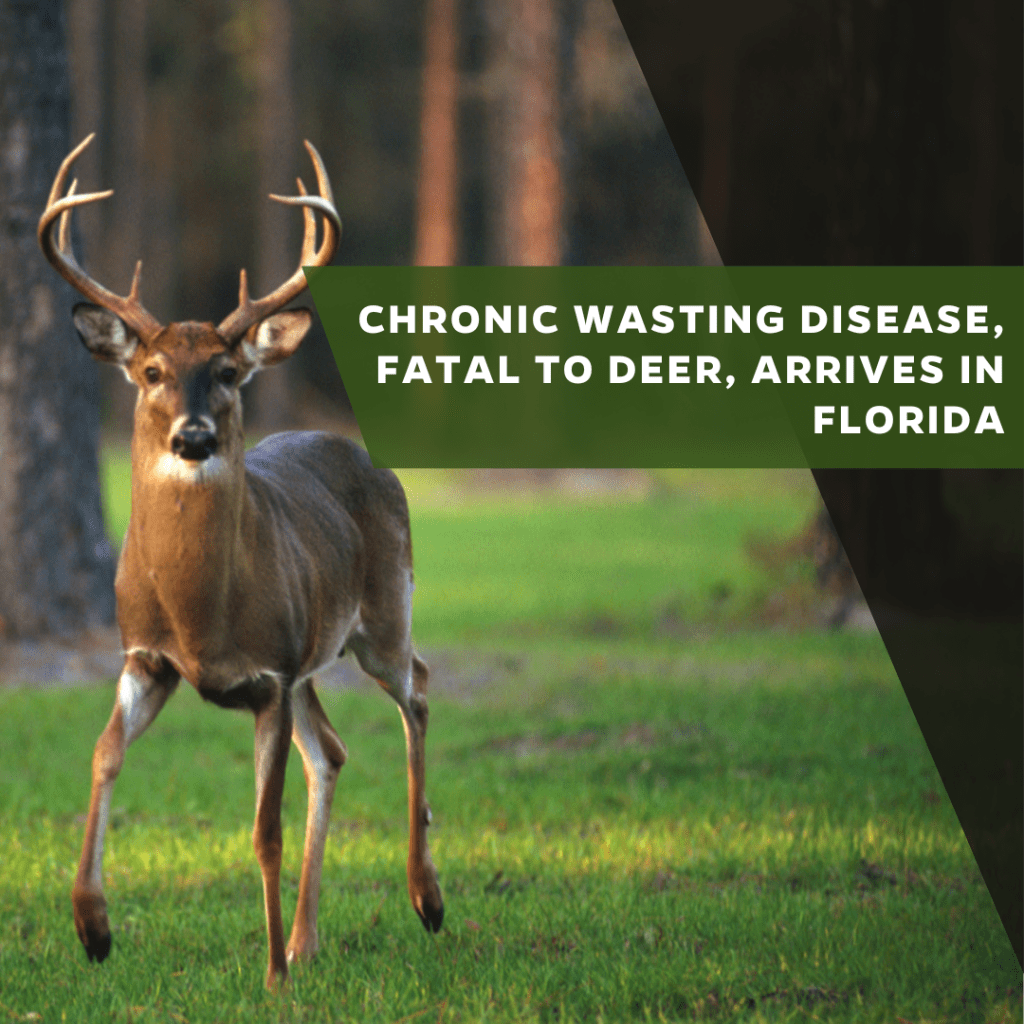 Chronic wasting disease, fatal to deer, arrives in Florida