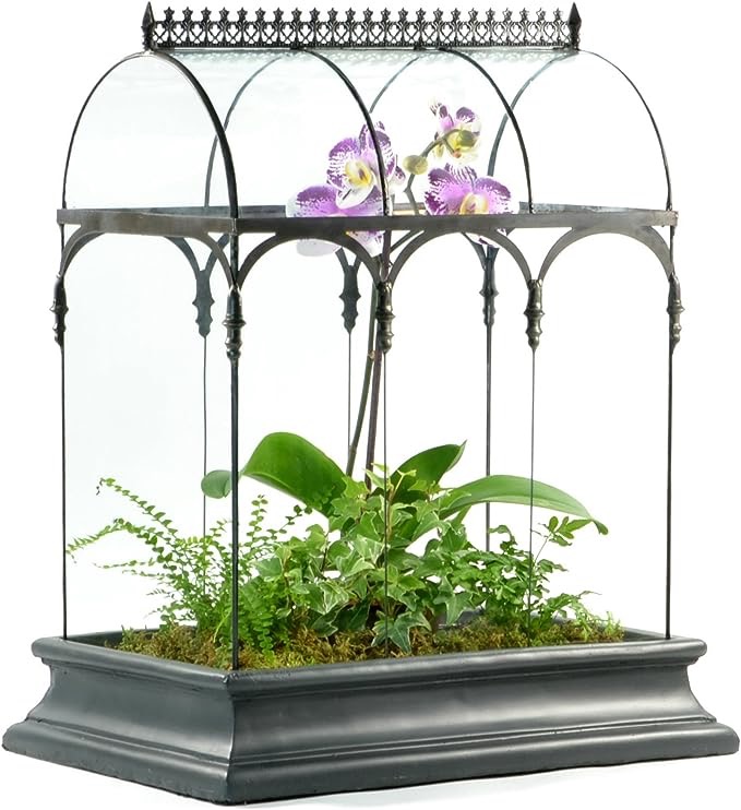 Big plant terrarium