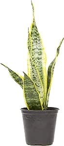 Air cleaning plant (low light)