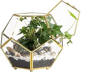 Small gold plant terrarium