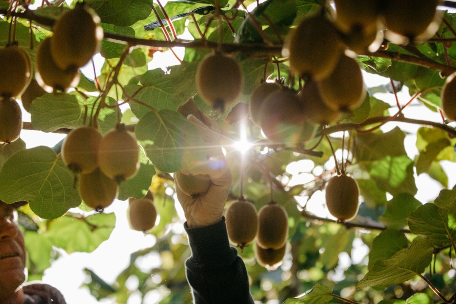 Find SunGold Kiwis Near You