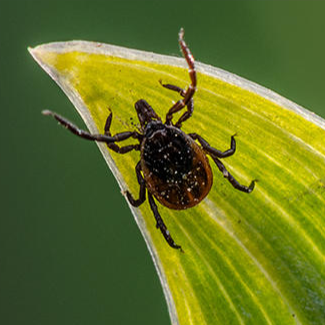 Tiny insects come with big health risks