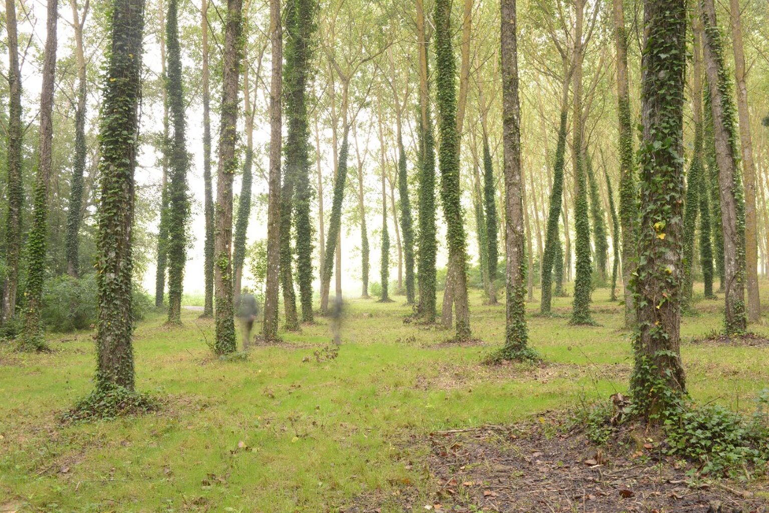 🌳 Sostenibilit&agrave; / Sustainability