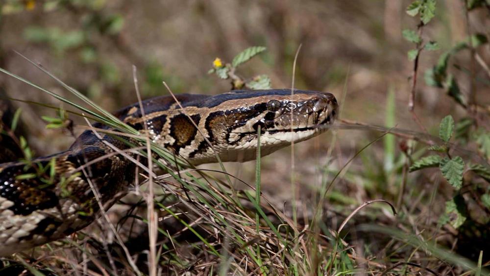 This Snake Is Eating the Everglades