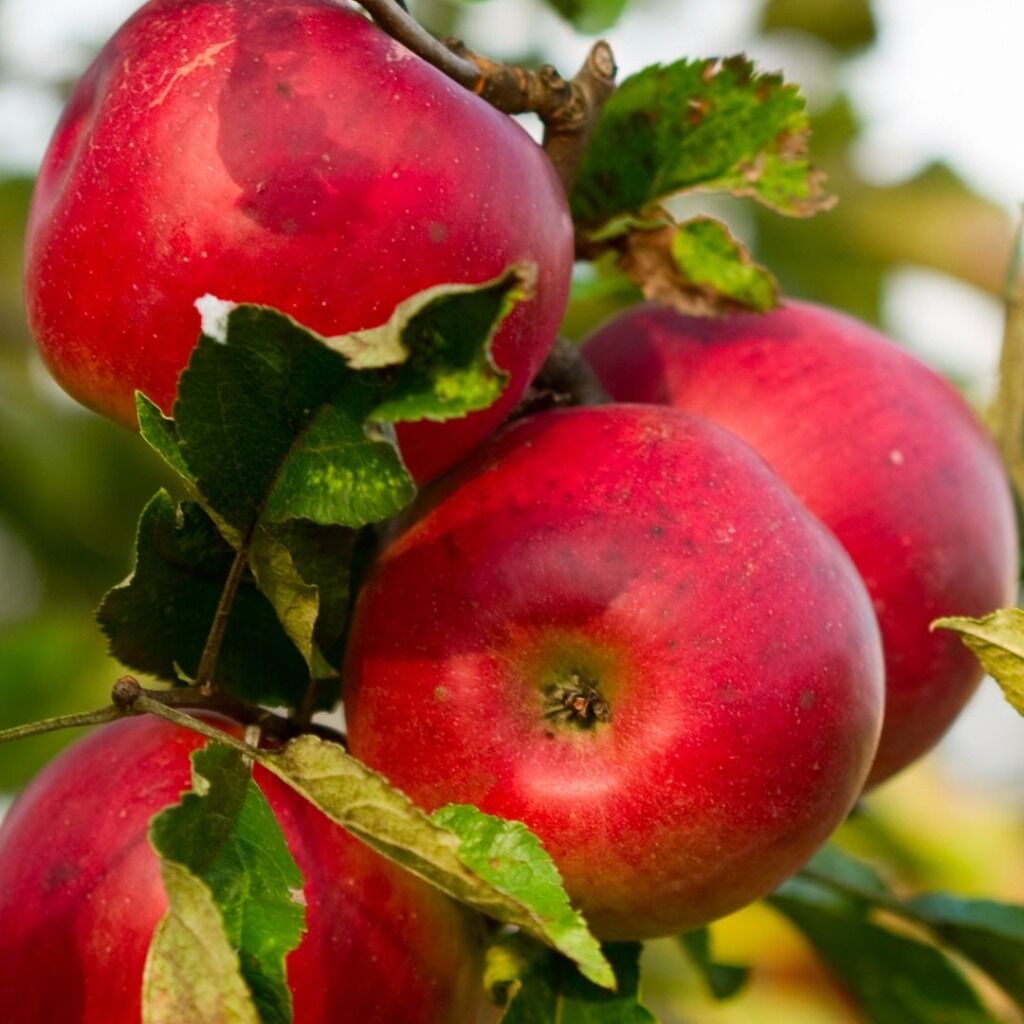 Apple Picking
