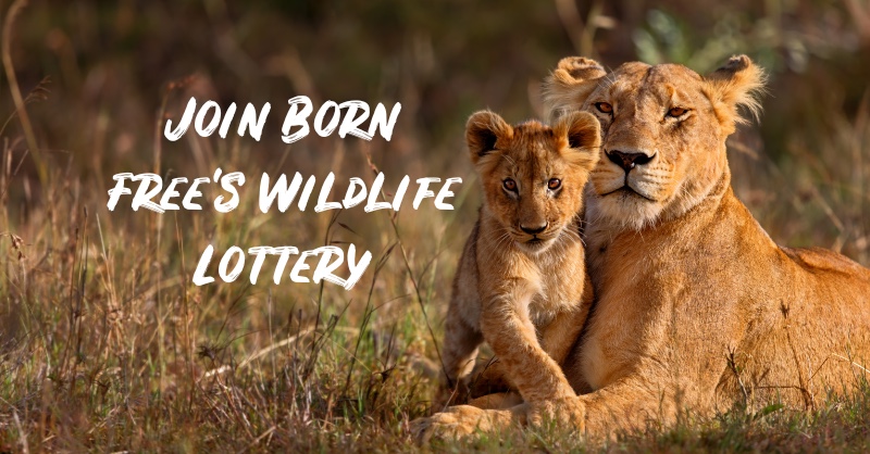 Born Free Wildlife Weekly Lottery