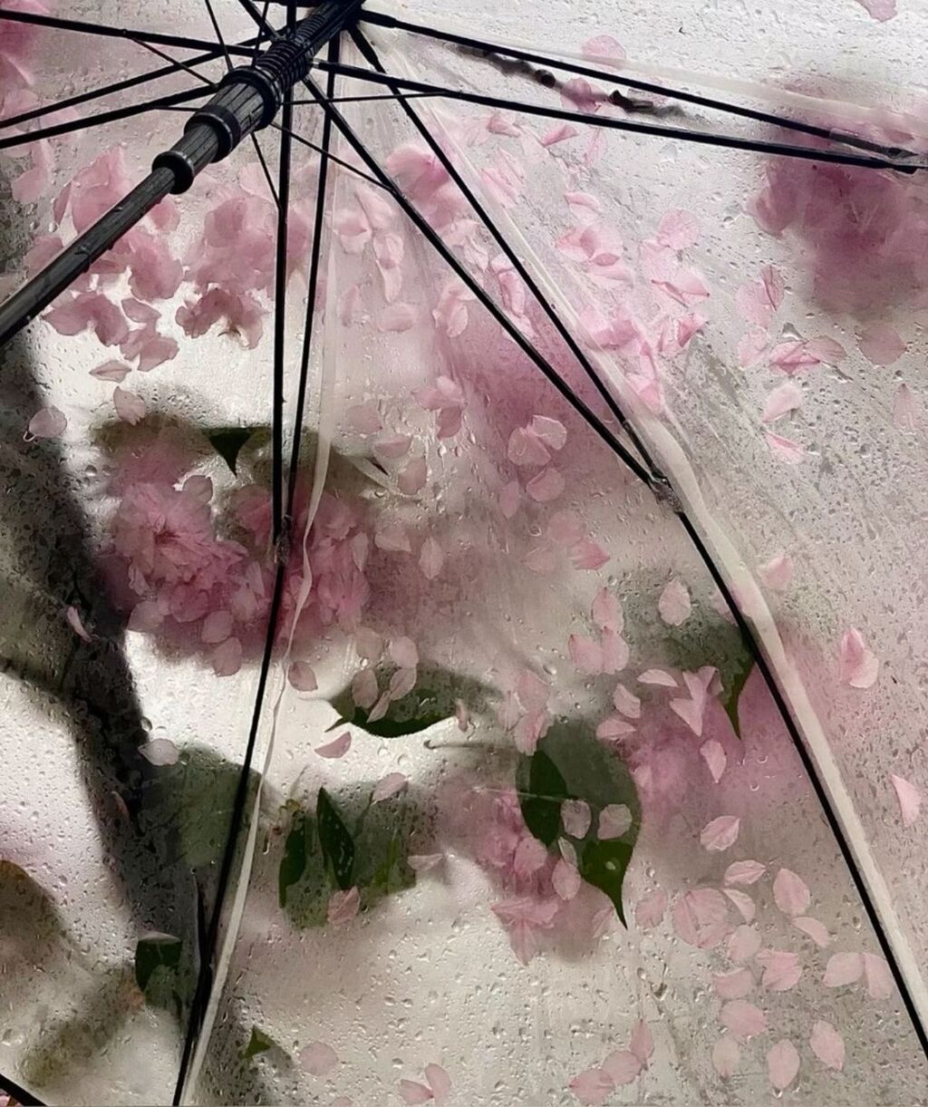 🌸tUMBlR🌸