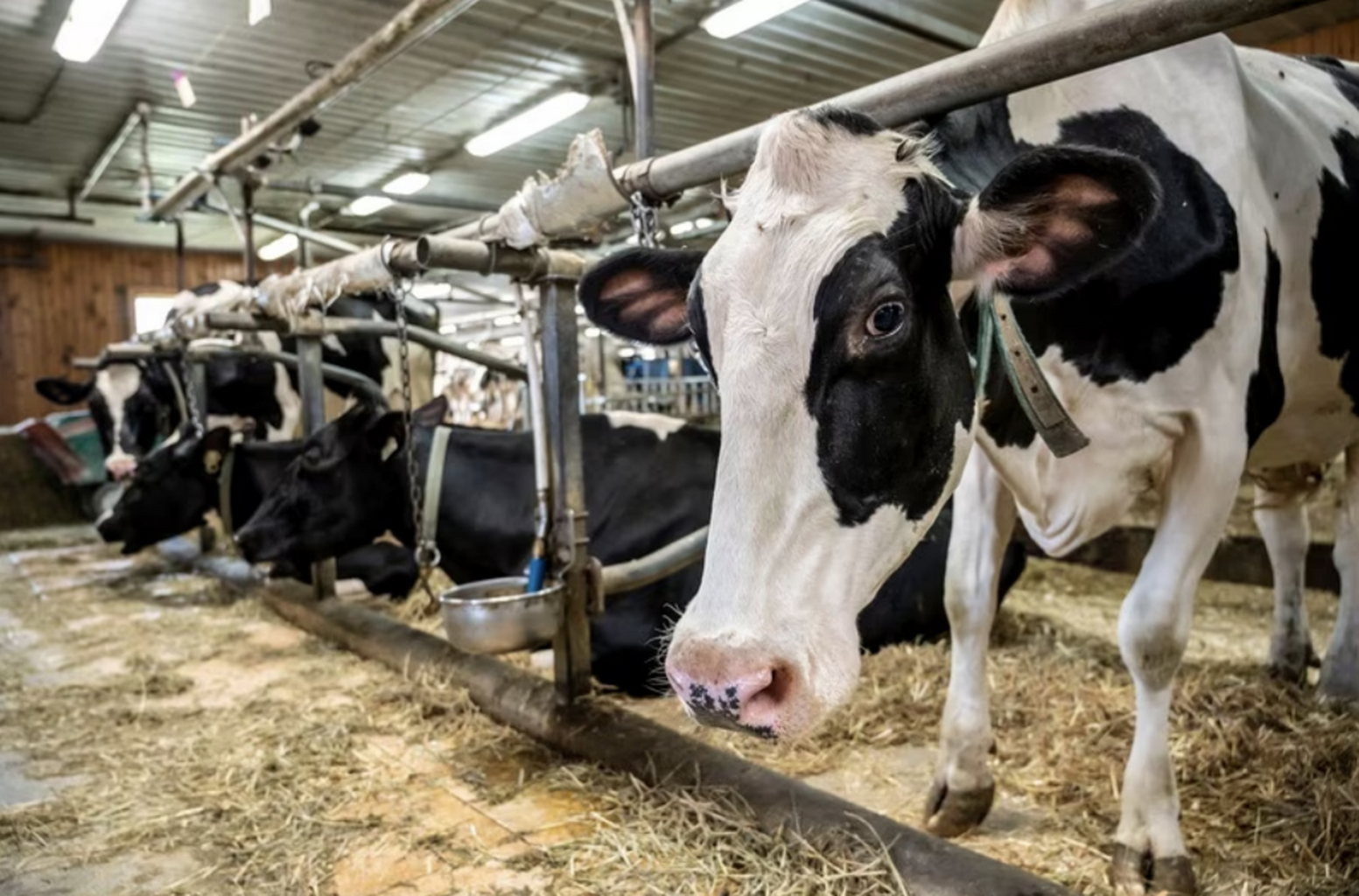 Il y a 20 ans, une b&ecirc;te &eacute;tait abattue en pleine crise de la vache folle