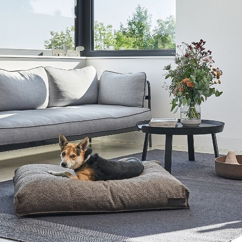 Beautiful Living With Your Dog