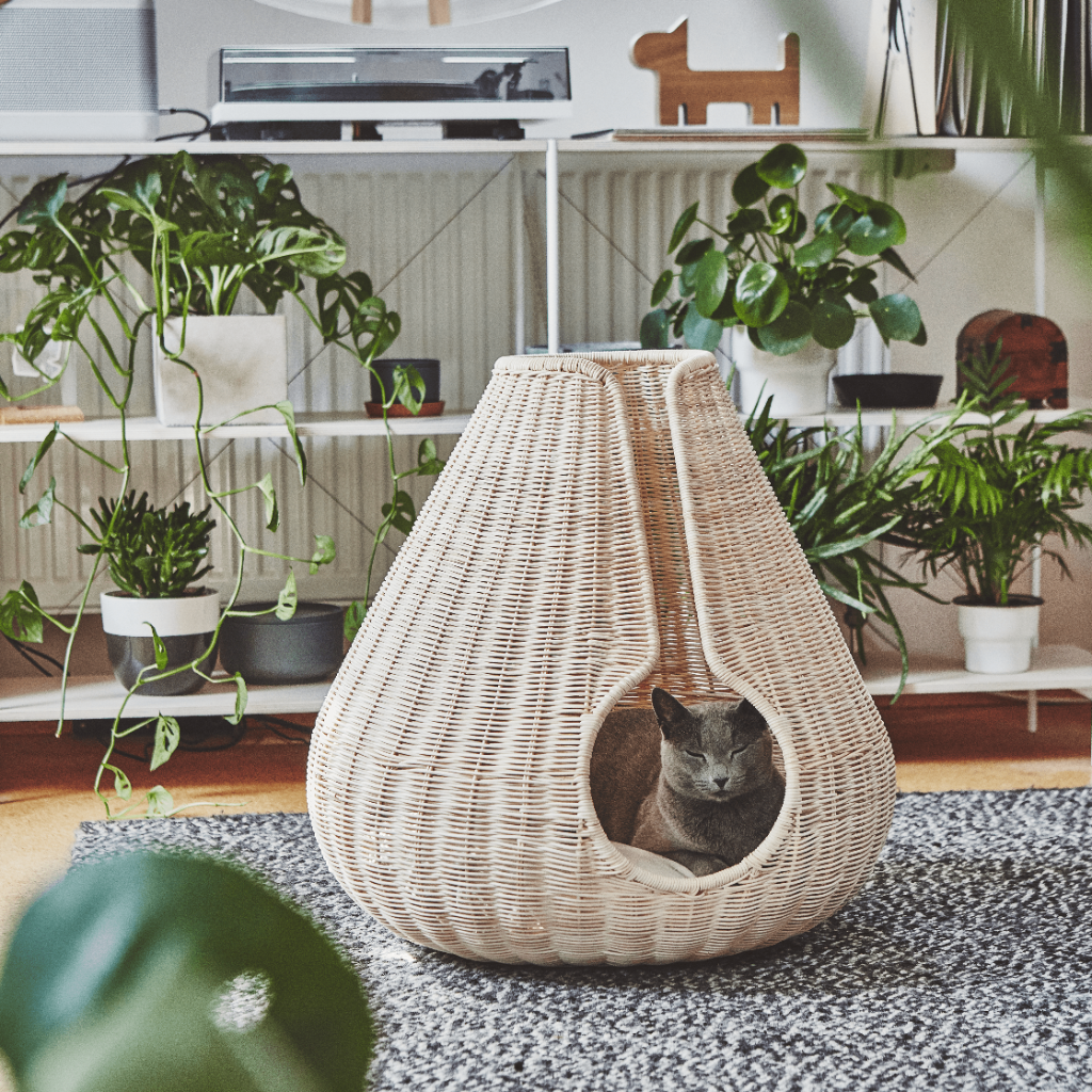 Beautiful Living With Your Cat