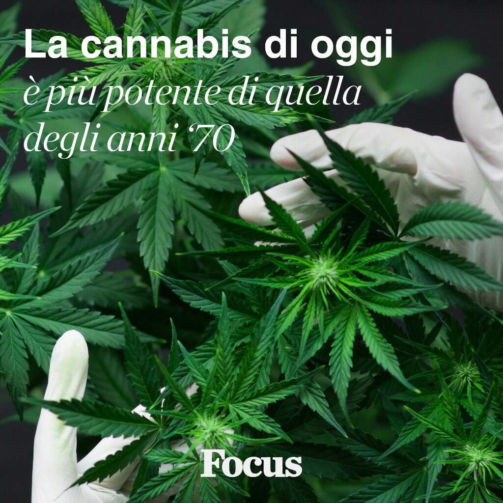 La cannabis di oggi &egrave; 10 volte pi&ugrave; potente di quella di 50 anni fa