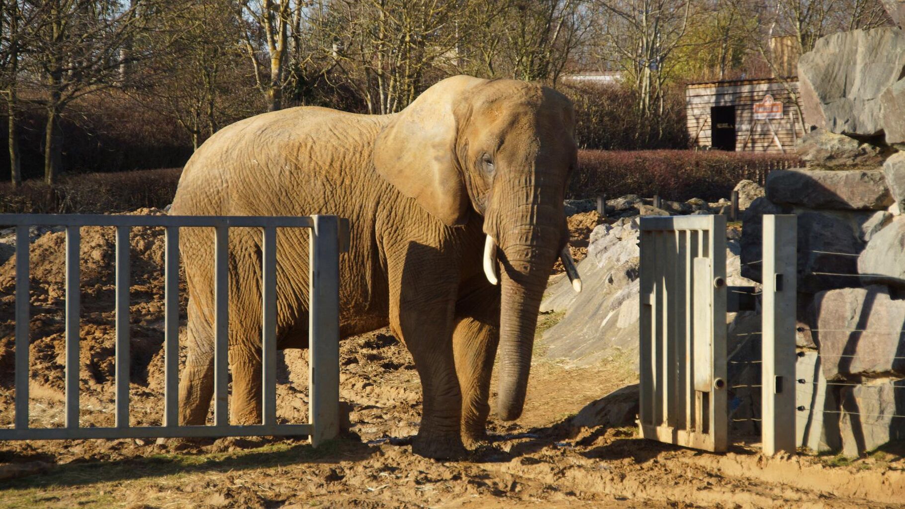 Elephant-free UK campaign