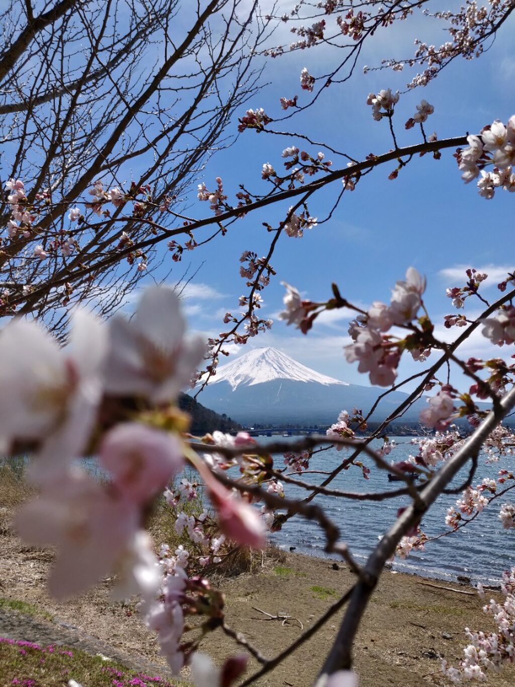 Mt. Fuji Day Tour (+ Flower Sightseeing & Outlet Shopping!)