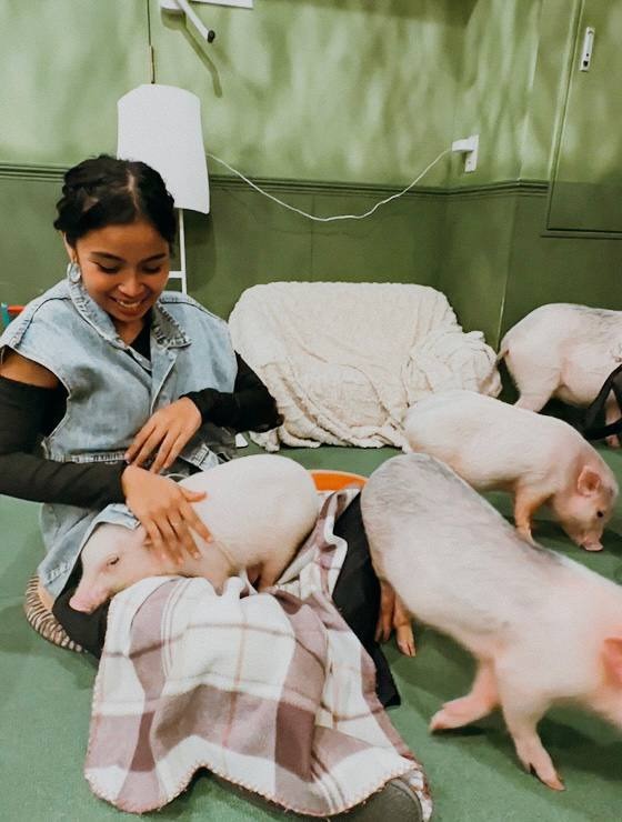 Micro Pig Cafe