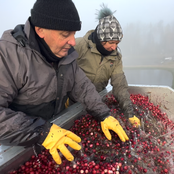 Lac-Saint-Jean: une r&eacute;gion id&eacute;ale pour la canneberge bio