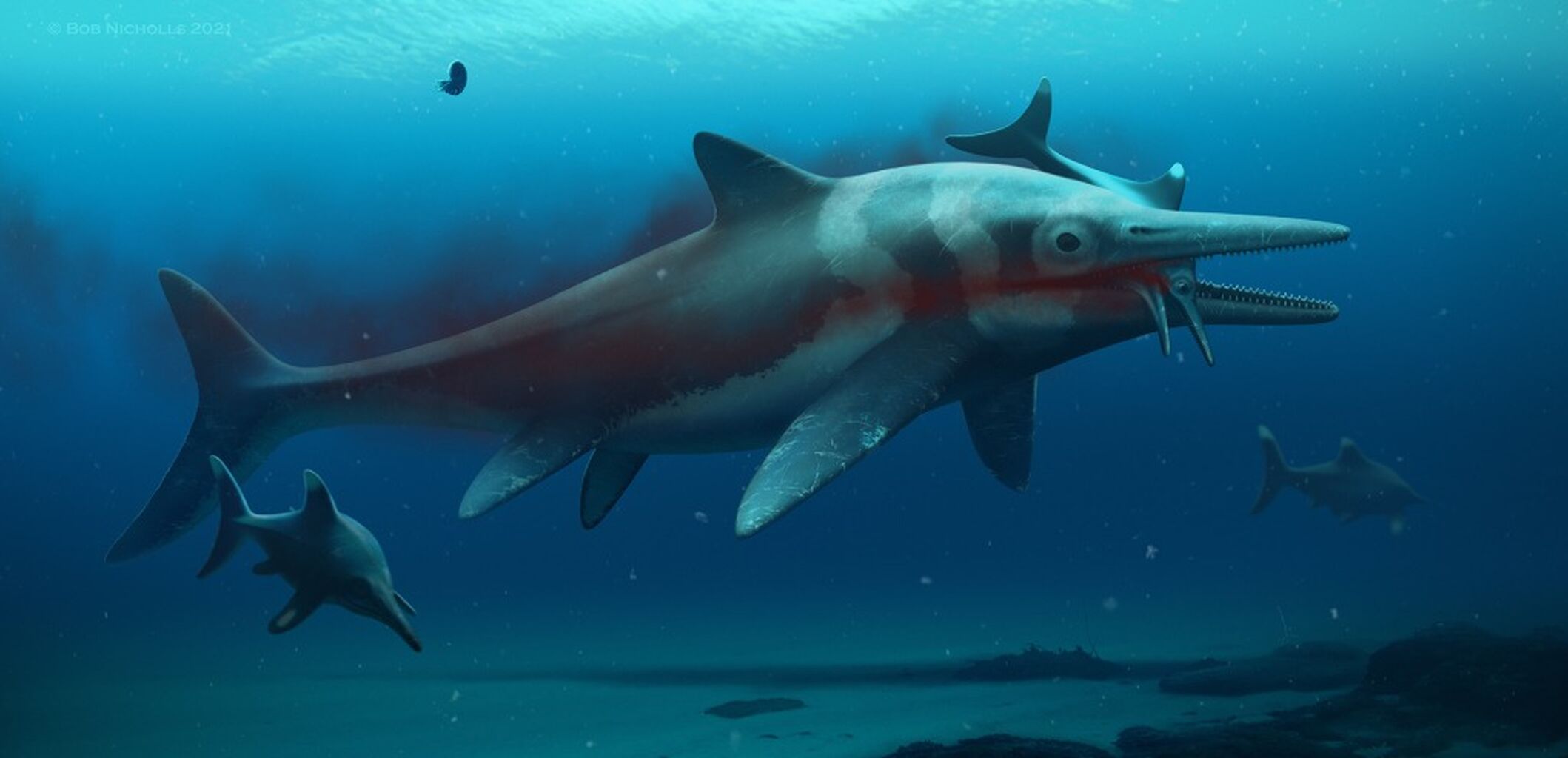 Excavating the &lsquo;Rutland Sea Dragon&rsquo;, the largest ichthyosaur skeleton ever to be found in the UK! full story here.