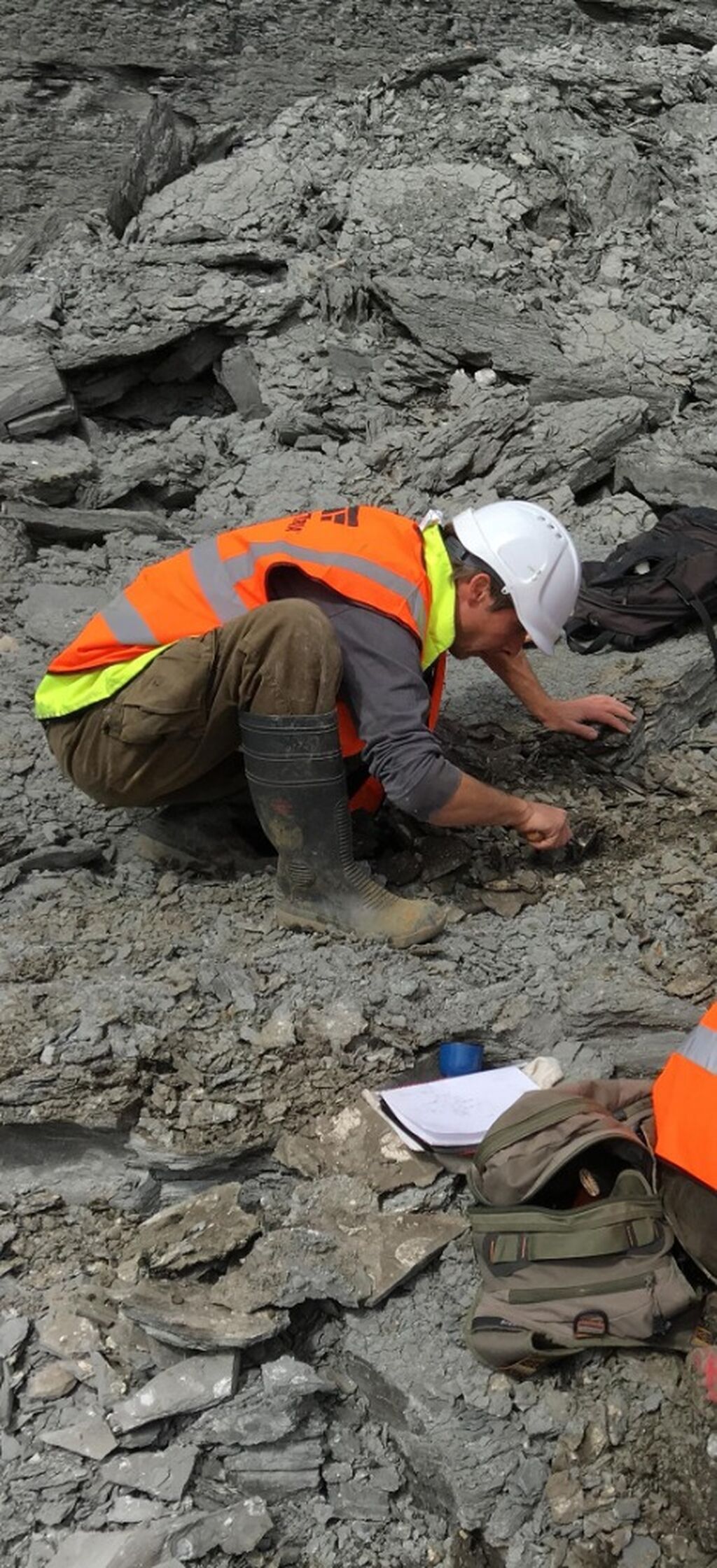A very rare juvenile Plesiosaur discovery! link to local news story here.