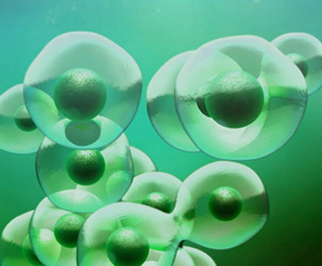 Understanding cell regeneration
