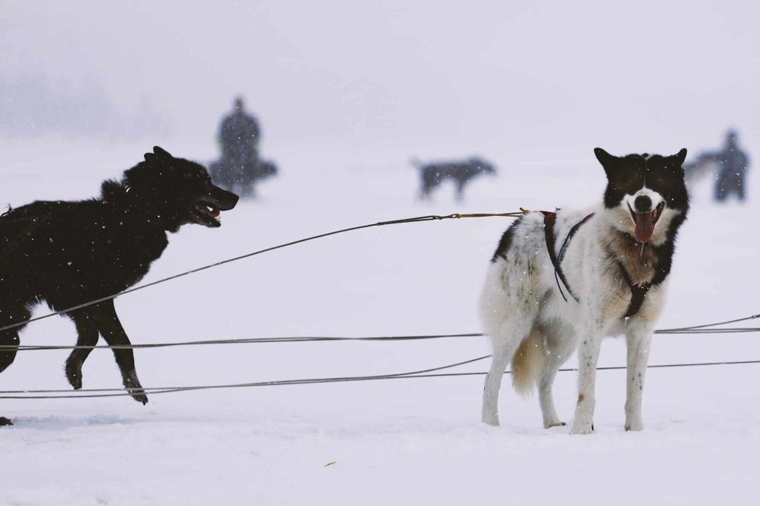 White Bear Arm Sled Dog Race '23