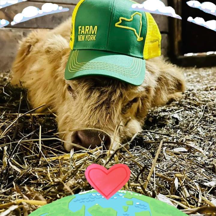 SunnySide Farm Warwick (@sunnysidefarmwarwick) | TikTok