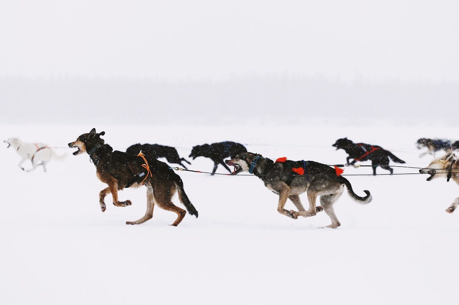 Labrador Winter Games - Sled Dog Races '23