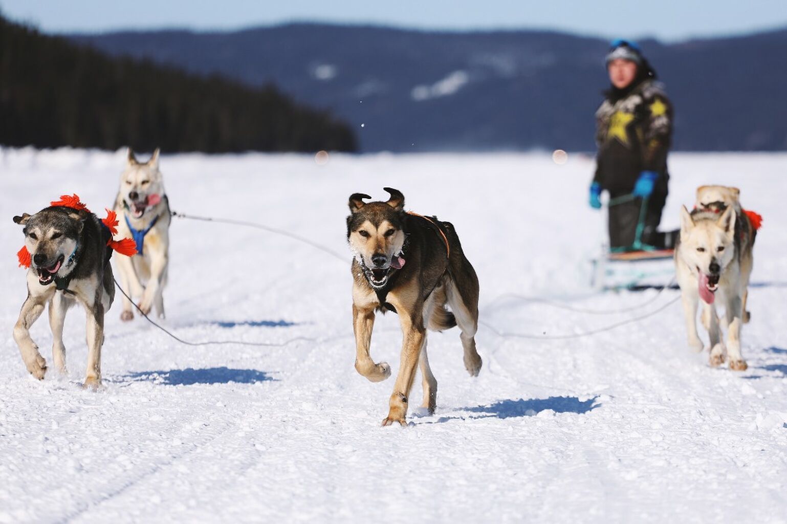 Eric Rumbolt Memorial Sled Dog Race '23