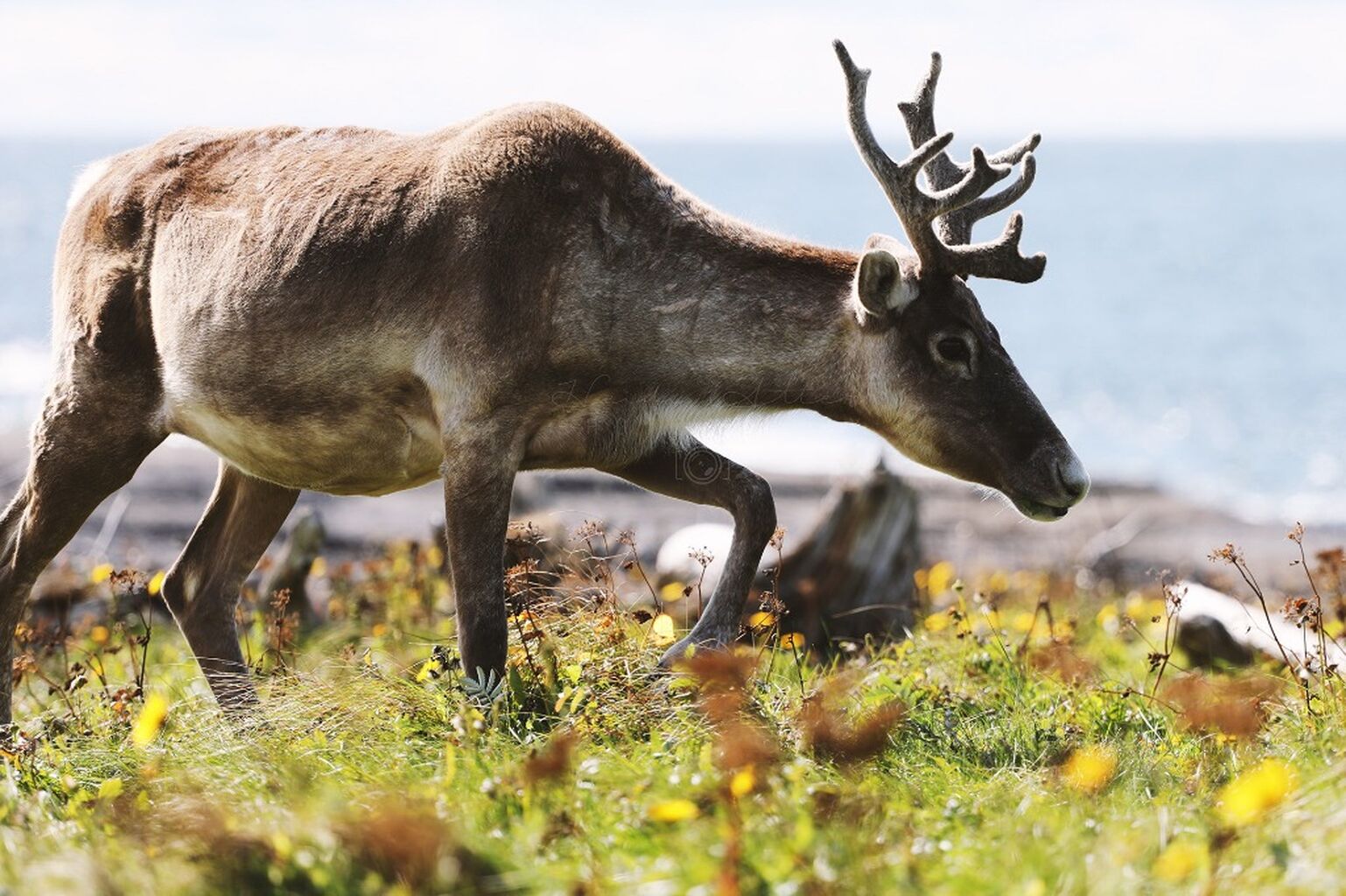 Close Caribou '22 