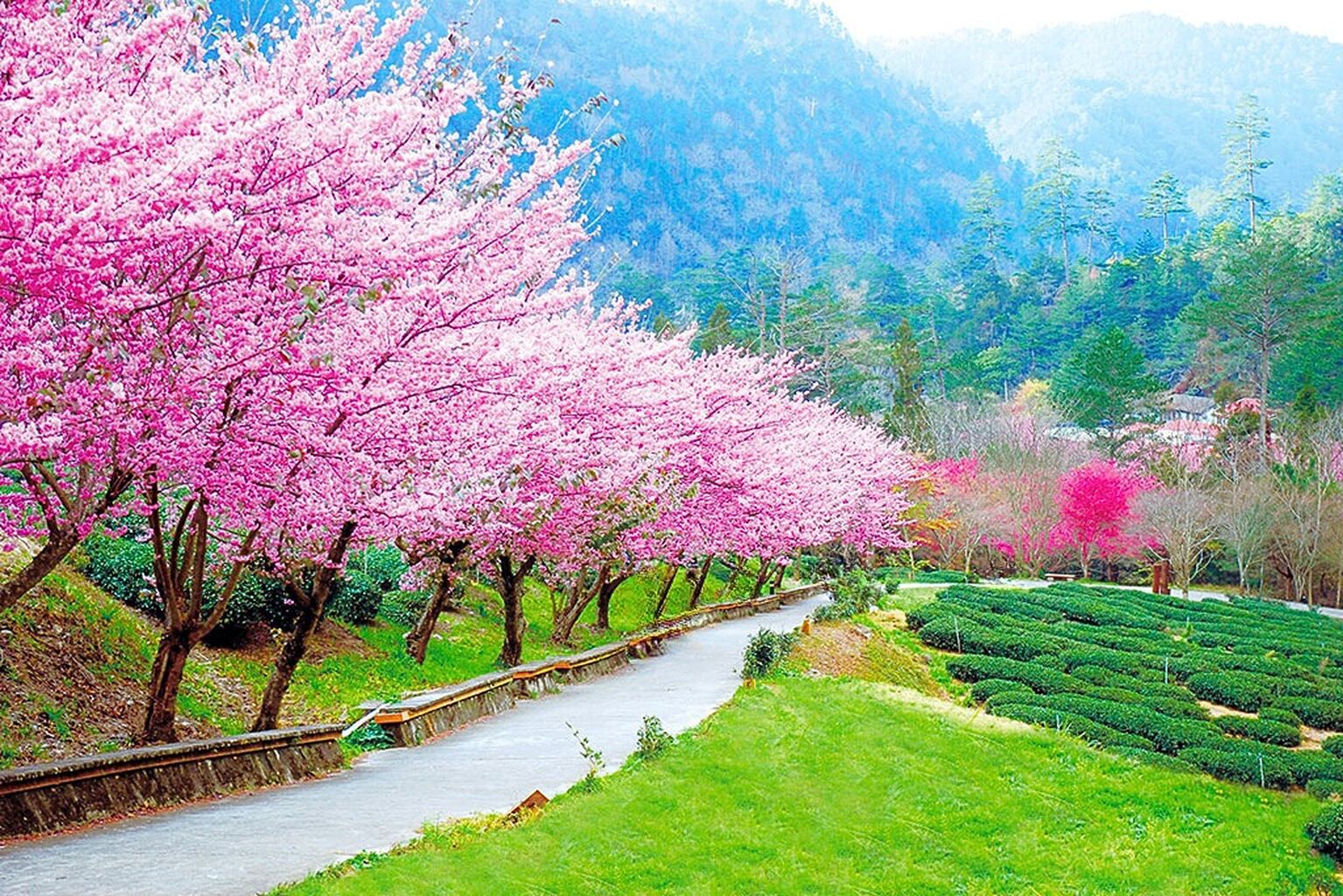 Taichung Wuling Farm: Cherry Blossoms at 2000m High