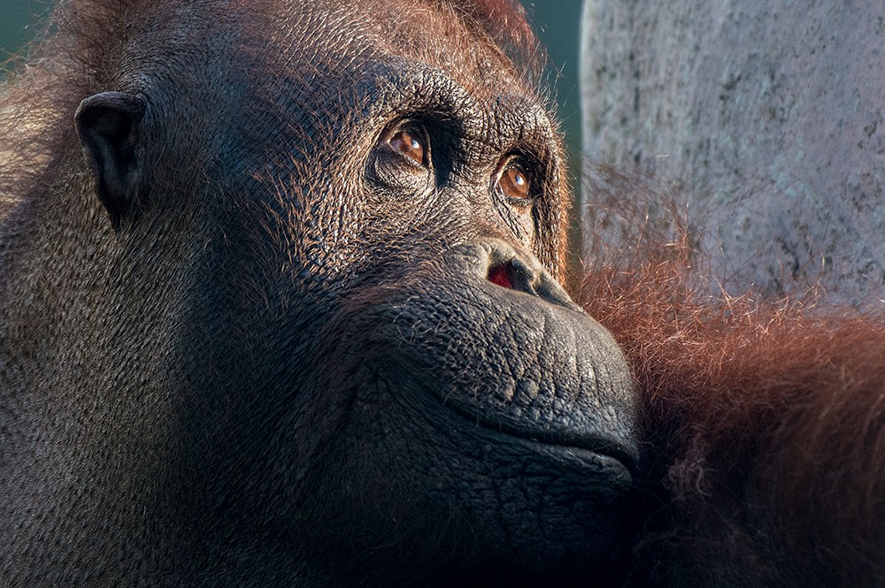 Palm Oil Toolkit