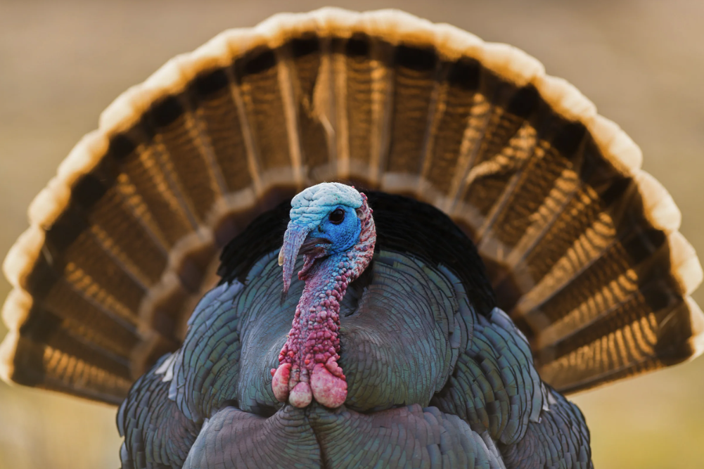 Wild Turkey Model