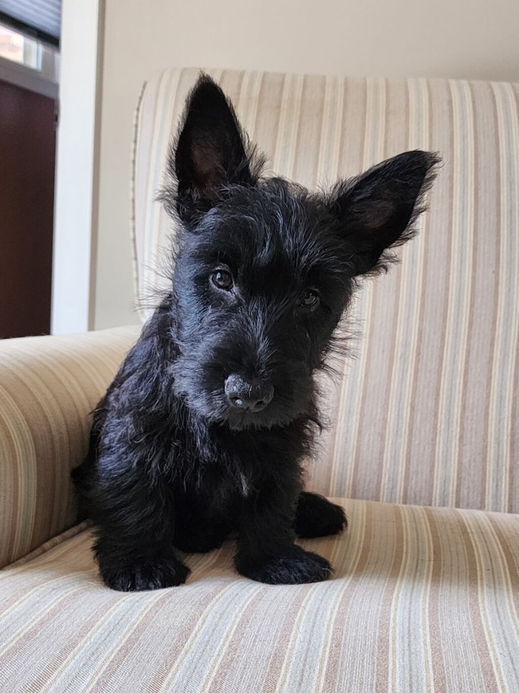 Scottish terrier Puppies For Sale In Alabama