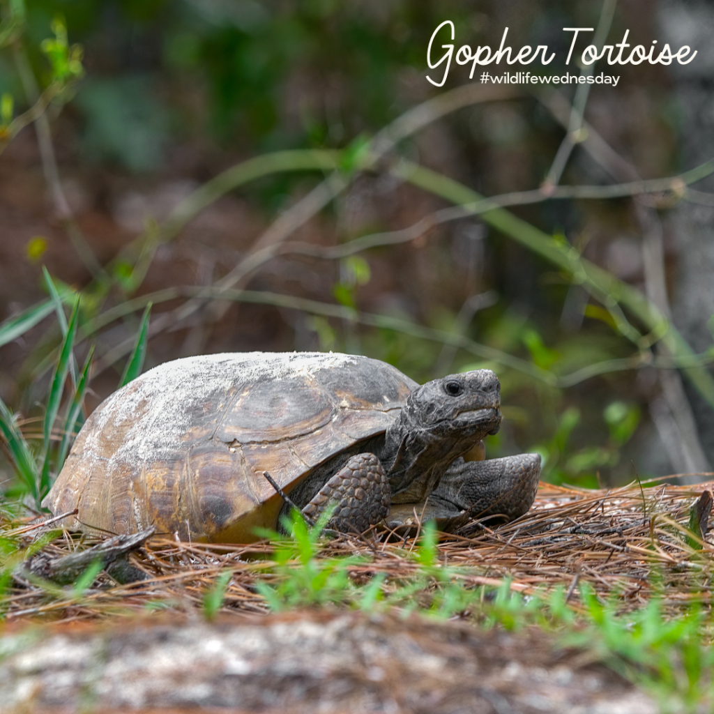 Goper Tortoise Yard Recognition FWC