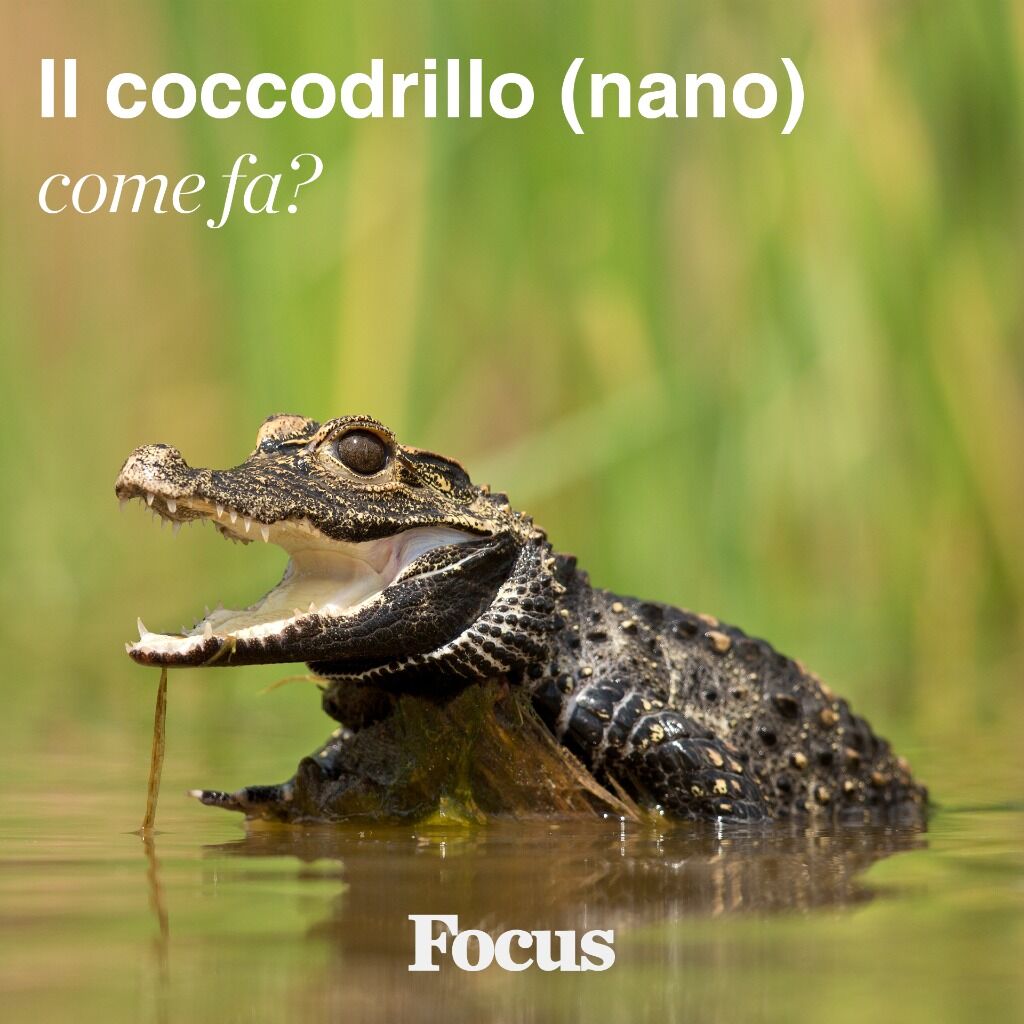Il coccodrillo come fa?