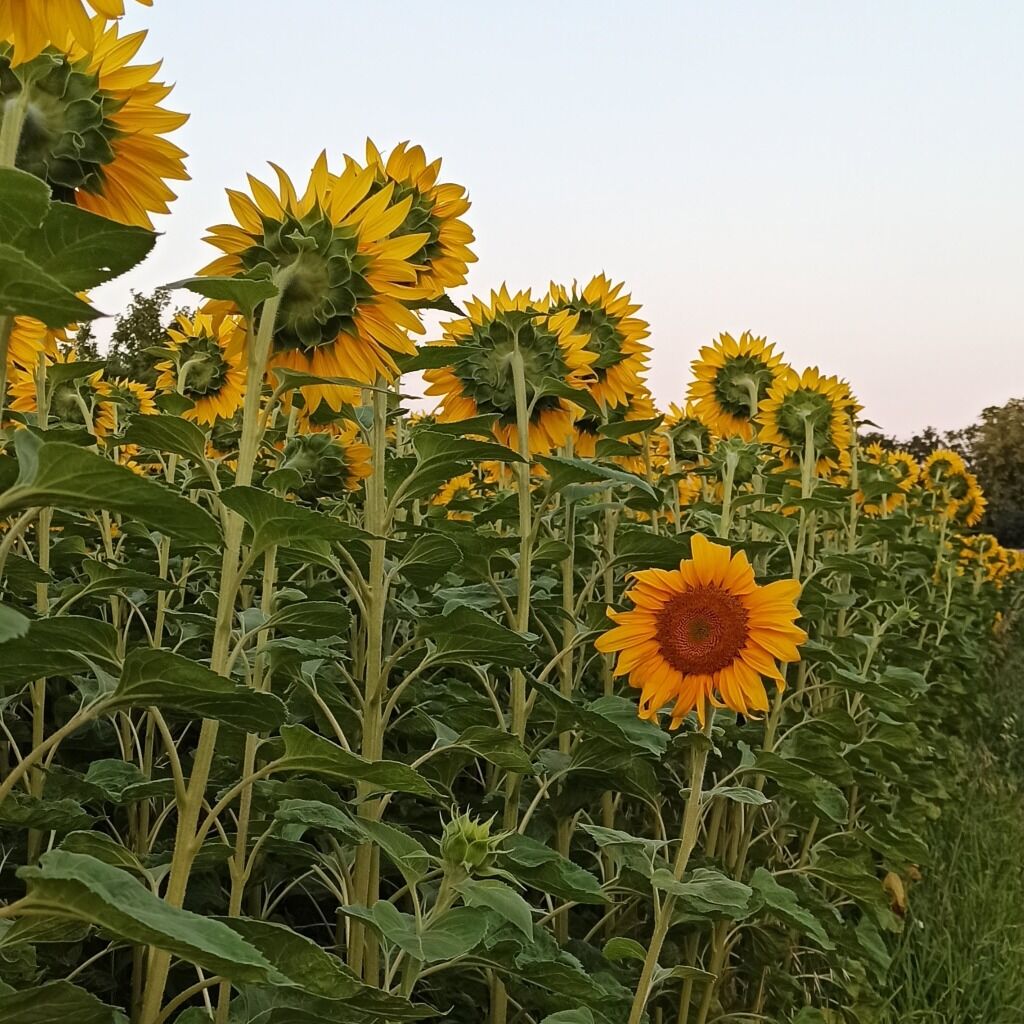 Hier meine neue Single kaufen & downloaden - Danke f&uuml;r die Unterst&uuml;tzung 🤍