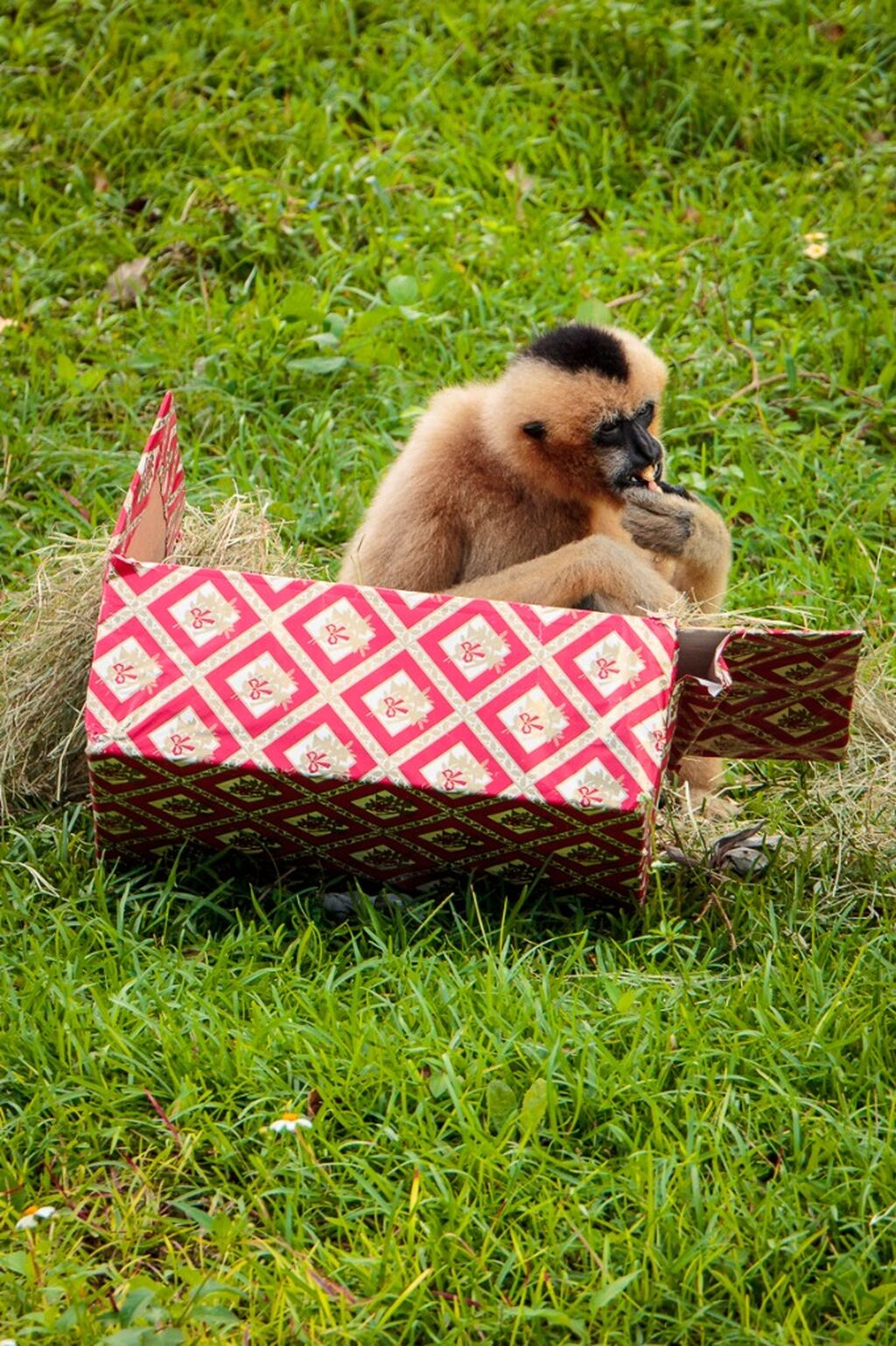 Animal Enrichment Wish List