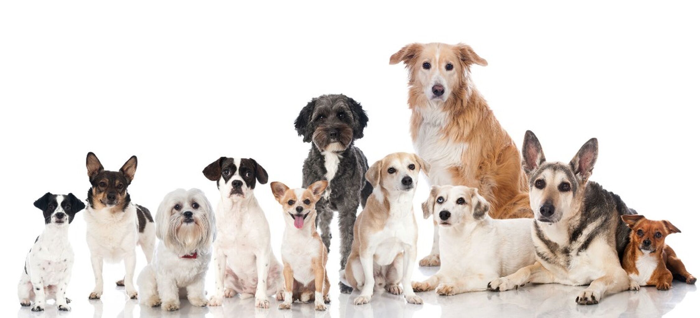 Pet Directory