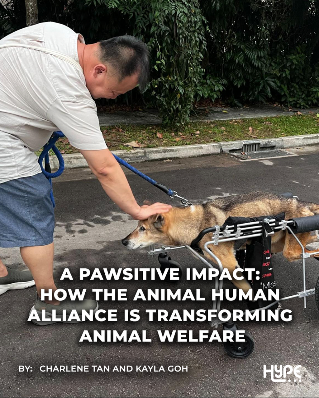 A Pawsitive Impact: How the Animal Human Alliance is Transforming Animal Welfare 
