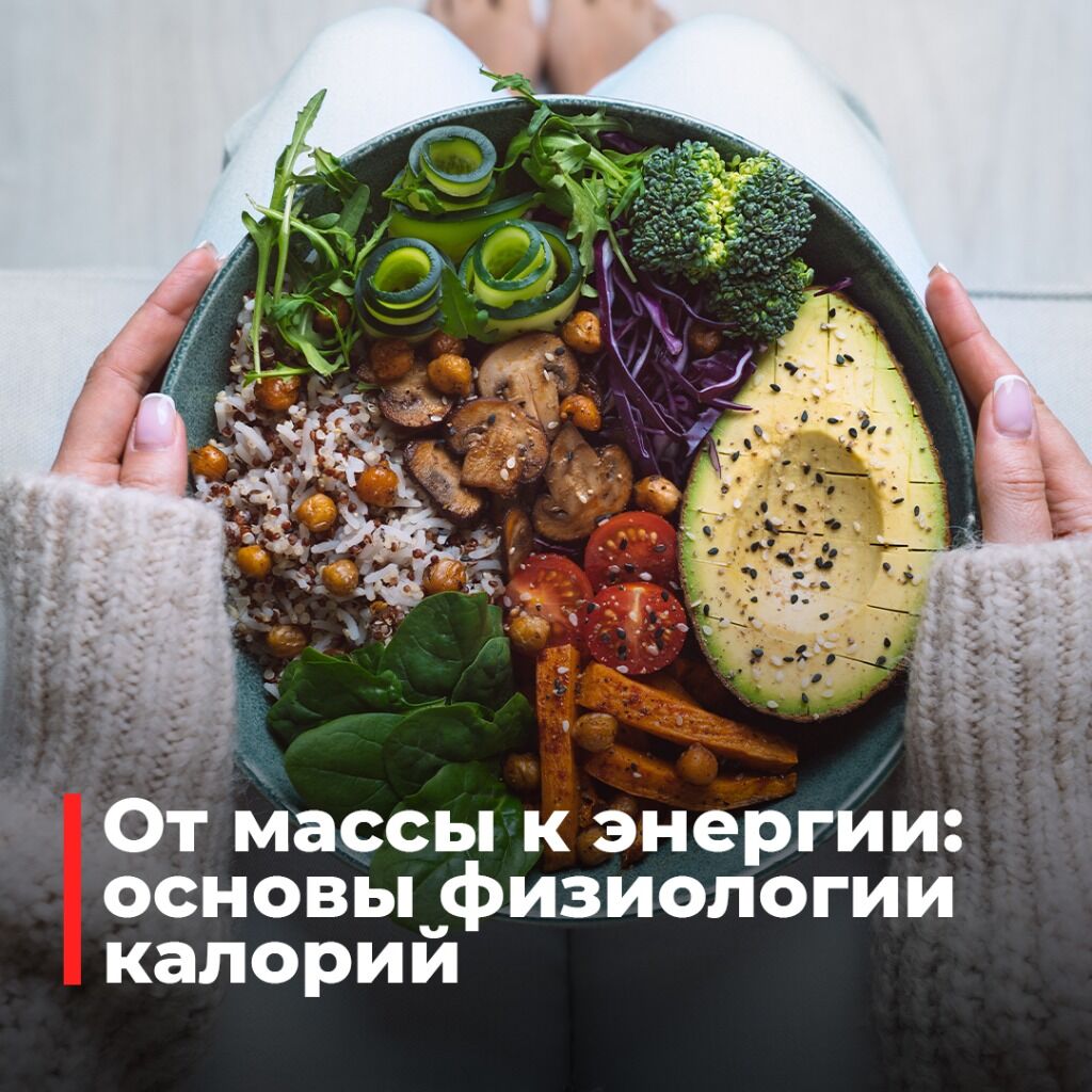 От массы к энергии: основы физиологии калорий